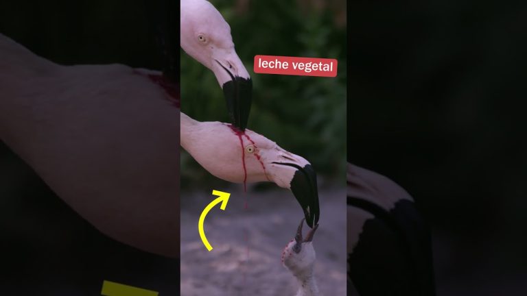 La Diferencia 4 Diferencias entre flamenco y cigüeña